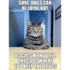 Talking cat 19