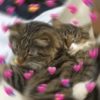 Gatitos amor ✨️💗 8