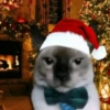 Moods natalinos - pets  14