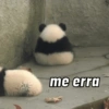 Urso dramático  13