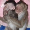 MIQUITOS FOFITOS 6