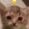 Gatitos Memes😺✨💕7 5