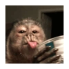 Macaco 27