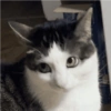 Gatos Random!! #2 8