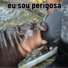 Moo deng meme 11