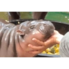 Moo Deng 6