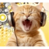 Gatinhos 7