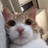Kucing  10