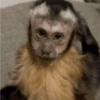 MIQUITOS FOFITOS 10