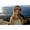Macaco engraçado 🙊🙉🙈 12