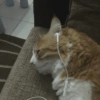 Kucing Meme 9