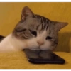 Kucing imoet 23