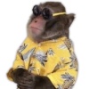 Monitos para reaccionar 🐵🐒🙈 8