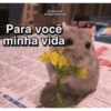 PRO AMORZIN 13