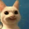 Random Cat's 🐱 5