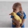Abraço no pato