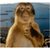Macaco engraçado 🙊🙉🙈 15