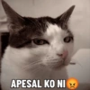 APESAL KO NI