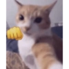 Cats meme 2 11