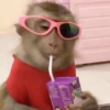 Macaco 13