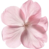 Flowers  6