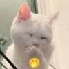 Kucing Meme 14