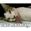 Kucing 7