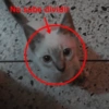 No sabe dividi