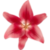 Flowers  9