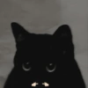 Gatos raros 7