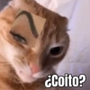 Memes de gatos 🐱😂 5