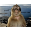 Macaco engraçado 🙊🙉🙈 5