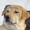 😎 Animales DIVERTIDOS 4 💯😎 11