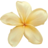 Flowers  5