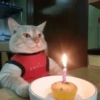 Random Cat's 🐱 10