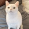 Random Cat's 🐱 18