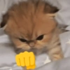 Reações gatinhos 8