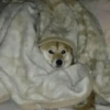 Puppies that are cold 10