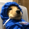 Puppies that are cold 8