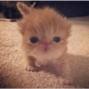 Anomali kucing 26