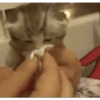 Kucing kucing 5
