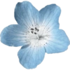 Flowers  10