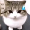 Kucing kucing 10
