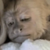 Macaco 11