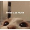 Kucing imoet 5