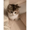 CAT MAGER DAN CUTE 😾 5