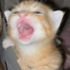 Reações gatinhos 9