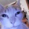 Gatitos. | @ocenferios  Haki. 5