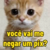 Gatinhos ❤️ 11