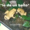 Animales Random🌸💥 13